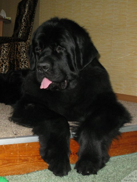 Фото: ньюфаундленд Zagadka Dominika Kara Deniz (Загадка Доминика Кара Дениз)