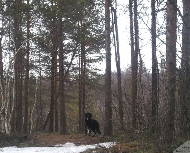 Фото: ньюфаундленд Uyutnaya Dolina Black Diamond Velinda (Уютная Долина Блэк Даймонд Велинда)