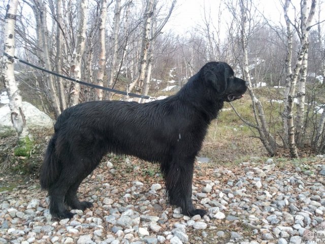 Фото: ньюфаундленд Uyutnaya Dolina Black Diamond Velinda (Уютная Долина Блэк Даймонд Велинда)