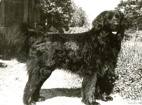 Фото: ньюфаундленд Uran Rafail Blyek (Уран Рафаил Блэк)