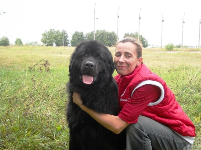 Фото: ньюфаундленд Fann'yuf Azbuka Azarta (Фанньюф Азбука Азарта)