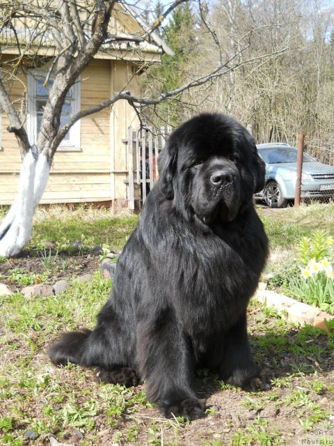 Фото: ньюфаундленд Aquatoriya Kelvin Kilimandzharo (Акватория Келвин Килиманджаро)