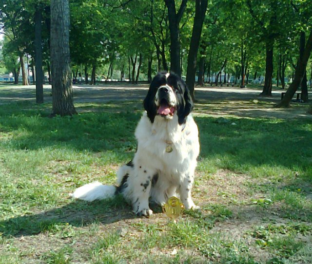 Фото: ньюфаундленд La Belle Michaela (Ла Бель Мишель)