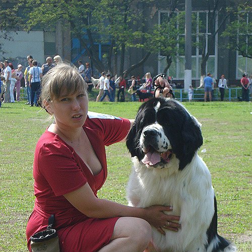 Фото: ньюфаундленд La Belle Michaela (Ла Бель Мишель), Евгения