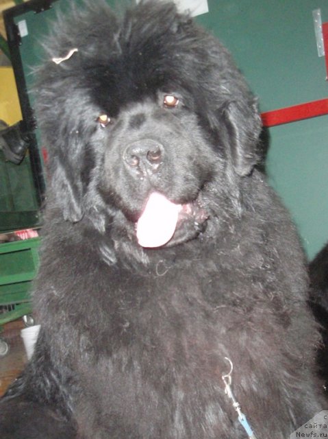 Фото: ньюфаундленд S'Nezhnaya Vjuga Armando Parusso (С'Нежная Вьюга Армандо Паруссо)