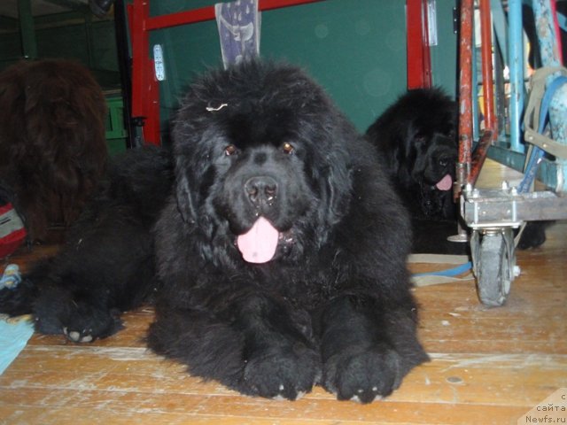 Фотография № 94917