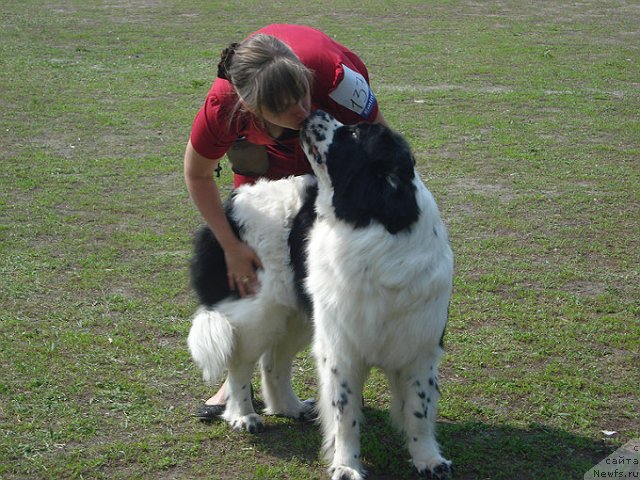 Фото: ньюфаундленд La Belle Michaela (Ла Бель Мишель), Евгения