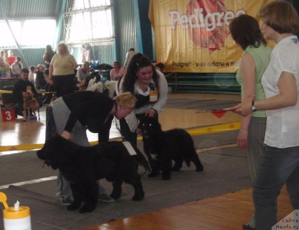 Фото: ньюфаундленд Blyek Diamond Agidel' ot Potapa Uvertyura (Блэк Диамонд Агидель от Потапа Увертюра), Ekaterina Jironkina (Екатерина Жиронкина)