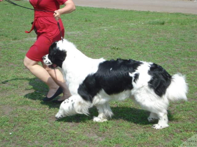 Фото: ньюфаундленд La Belle Michaela (Ла Бель Мишель)