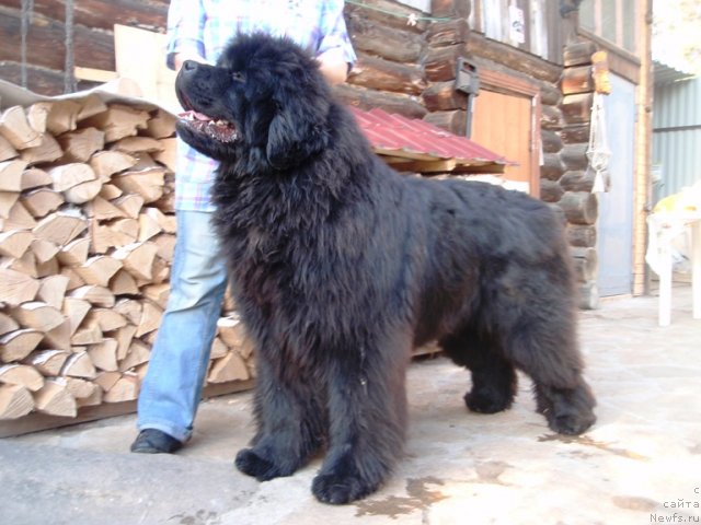 Фото: ньюфаундленд S'Nezhnaya Vjuga Armando Parusso (С'Нежная Вьюга Армандо Паруссо)