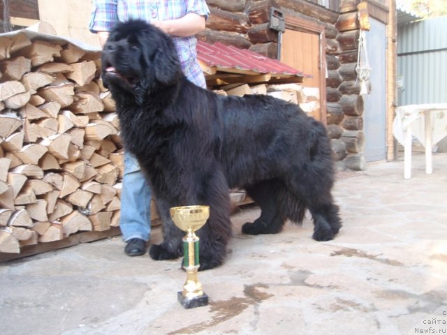 Фото: ньюфаундленд Njufort Natali (Ньюфорт Натали)