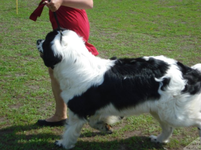 Фото: ньюфаундленд La Belle Michaela (Ла Бель Мишель)