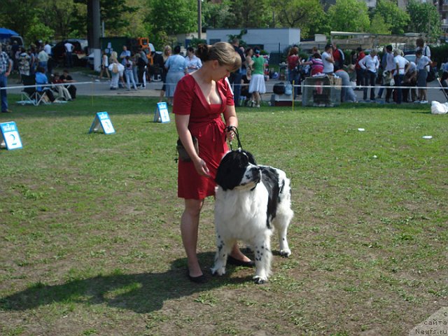 Фото: ньюфаундленд La Belle Michaela (Ла Бель Мишель), Евгения