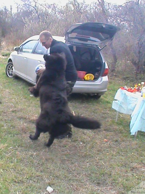 Фото: ньюфаундленд Ocharovatelnaya Feya ot Laskovogo Delphina (Очаровательная Фея от Ласкового Дельфина)