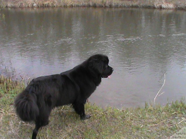 Фото: ньюфаундленд Ocharovatelnaya Feya ot Laskovogo Delphina (Очаровательная Фея от Ласкового Дельфина)