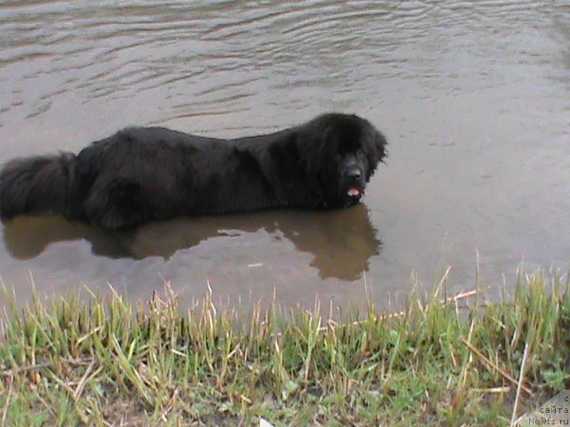 Фото: ньюфаундленд Ocharovatelnaya Feya ot Laskovogo Delphina (Очаровательная Фея от Ласкового Дельфина)