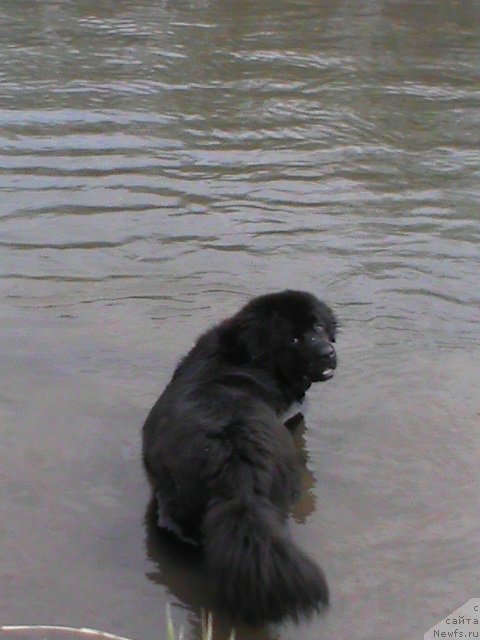 Фото: ньюфаундленд Ocharovatelnaya Feya ot Laskovogo Delphina (Очаровательная Фея от Ласкового Дельфина)