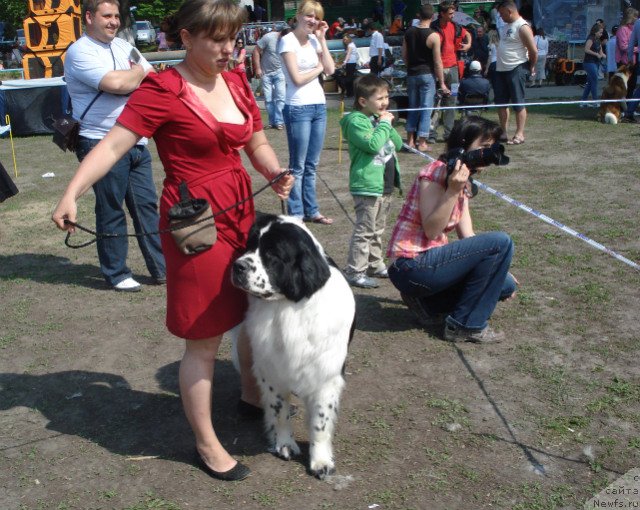 Фото: ньюфаундленд La Belle Michaela (Ла Бель Мишель)