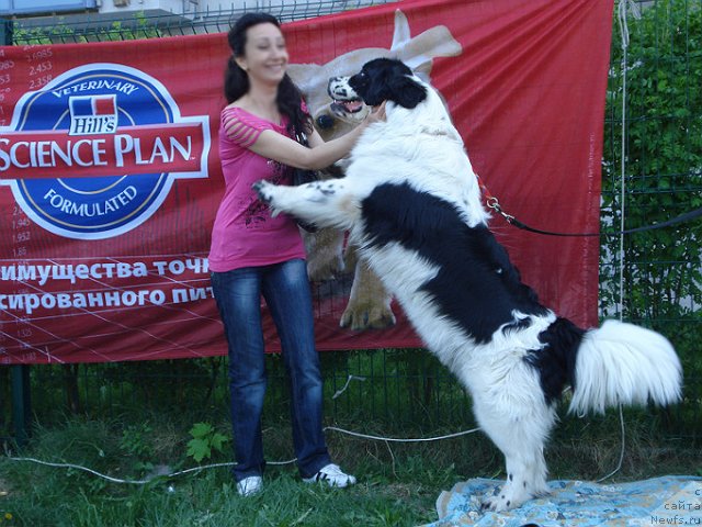 Фото: ньюфаундленд La Belle Michaela (Ла Бель Мишель), Любаша