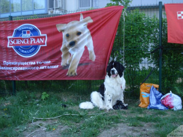 Фото: ньюфаундленд La Belle Michaela (Ла Бель Мишель)