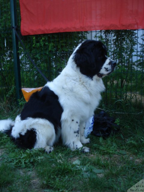 Фото: ньюфаундленд La Belle Michaela (Ла Бель Мишель)