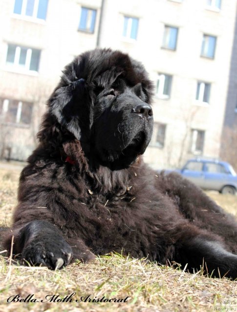 Фото: ньюфаундленд Byella Moss Aristokrat (Бэлла Мосс Аристократ)