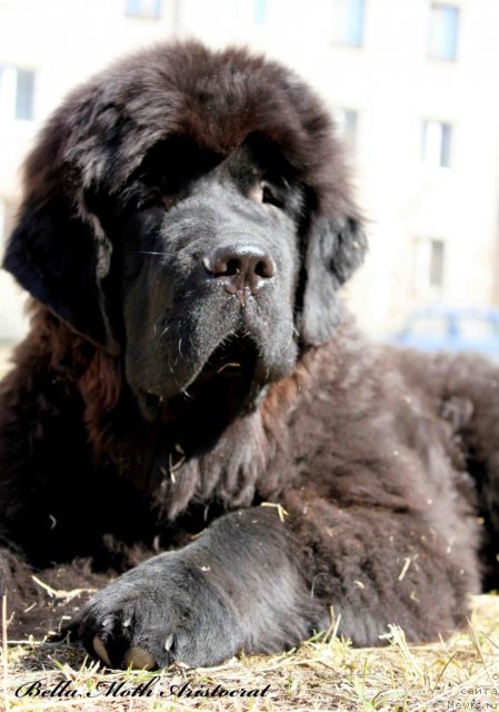 Фотография № 94976