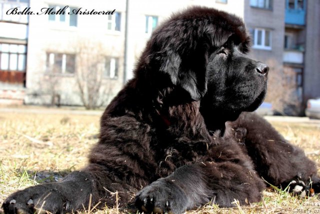 Фотография № 94977