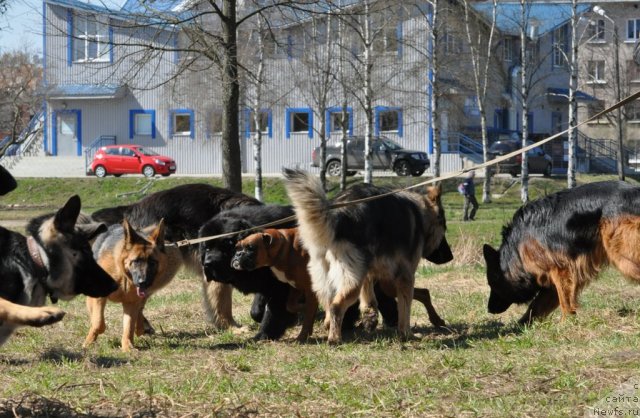 Фото: ньюфаундленд Beguschaya po Volnam Zurbagan (Бегущая по Волнам Зурбаган)