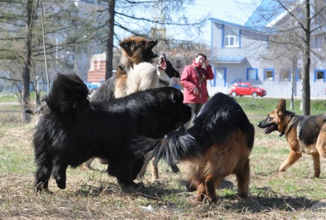 Фото: ньюфаундленд Beguschaya po Volnam Zurbagan (Бегущая по Волнам Зурбаган)