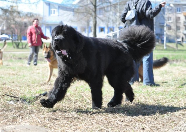 Фото: ньюфаундленд Beguschaya po Volnam Zurbagan (Бегущая по Волнам Зурбаган)