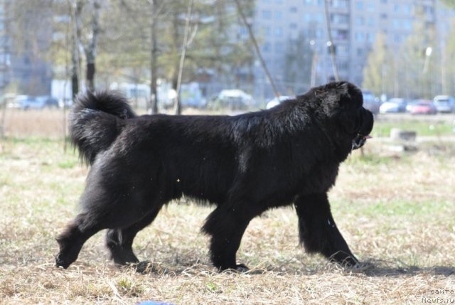 Фото: ньюфаундленд Beguschaya po Volnam Zurbagan (Бегущая по Волнам Зурбаган)
