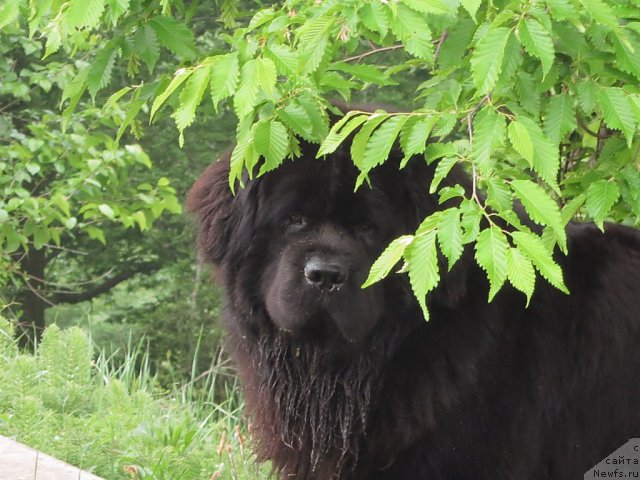 Фото: ньюфаундленд Potap Fidel' (Потап Фидель)