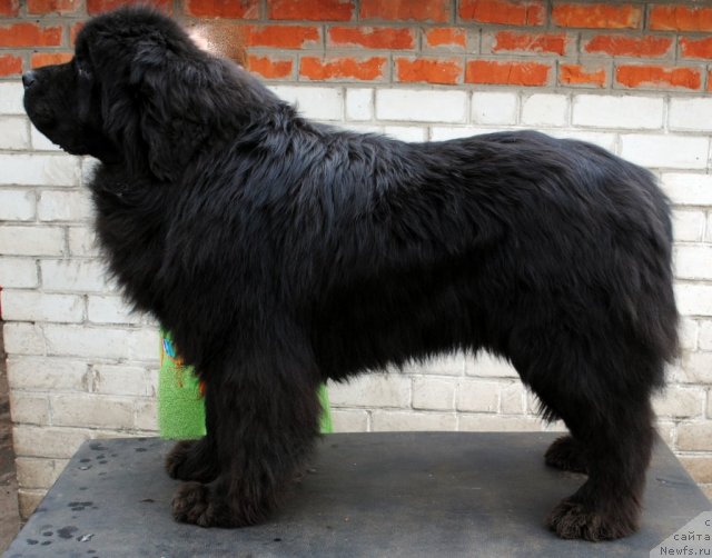 Фото: ньюфаундленд Sent Djons Ubertino (Сент Джонс Убертино)