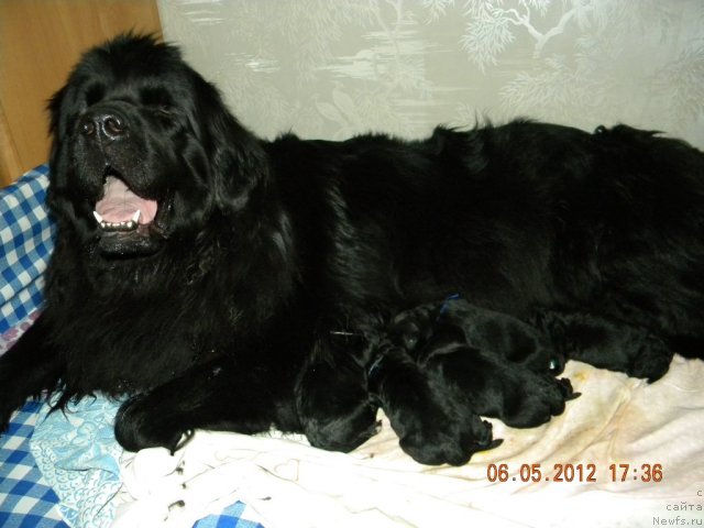 Фото: ньюфаундленд Malaya Medvedica iz Plemeni Kedra (Малая Медведица из Племени Кедра)