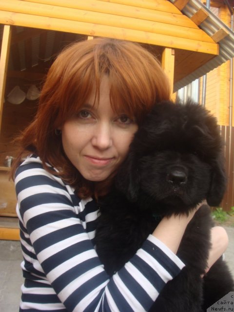 Фото: ньюфаундленд Beguschaya po Volnam Center of Attraktion (Бегущая по Волнам Центер оф Аттрактион)