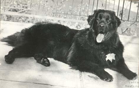 Фото: ньюфаундленд YErna Ils (Эрна Илс)