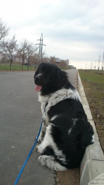 Фото: ньюфаундленд Flyufi Avalanch Spesiallu Born for YUu (Флюфи Аваланч Спесиаллу Борн фор Юу)