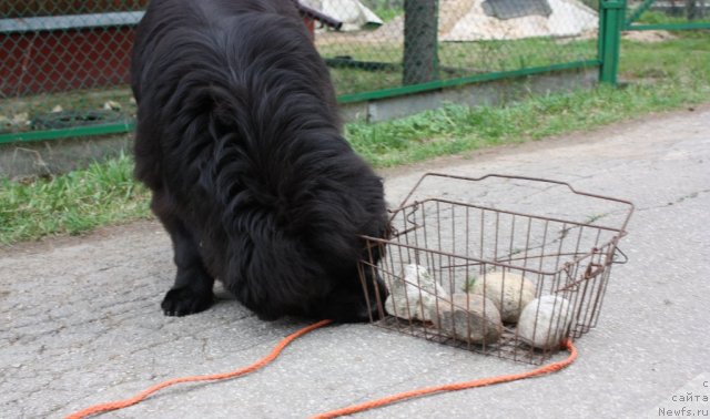 Фото: ньюфаундленд CHansi iz Zolotogo Treugol'nika (Чанси из Золотого Треугольника)