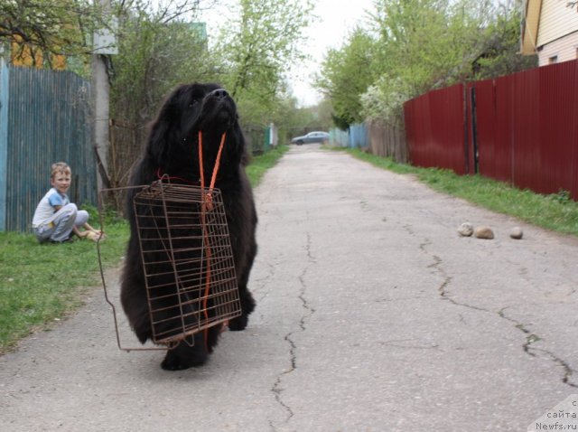 Фотография № 95004