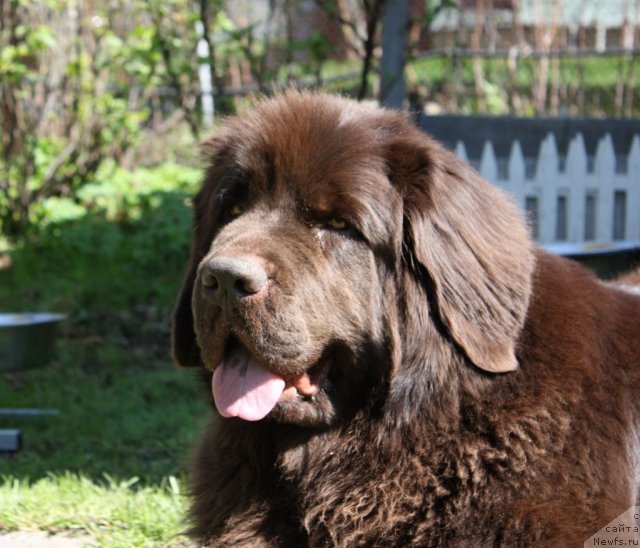 Фото: ньюфаундленд Chernyi Sharm Angel'skaya Krasota (Черный Шарм Ангельская Красота)