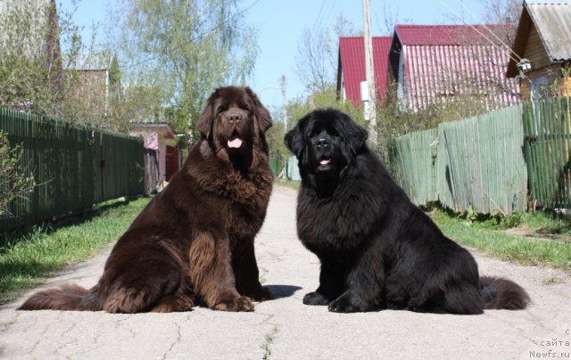 Фотография № 95006