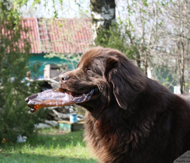 Фото: ньюфаундленд Chernyi Sharm Angel'skaya Krasota (Черный Шарм Ангельская Красота)