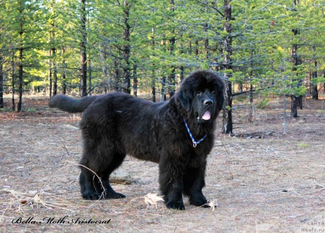 Фотография № 95008