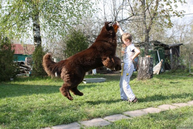 Фото: ньюфаундленд Chernyi Sharm Angel'skaya Krasota (Черный Шарм Ангельская Красота)