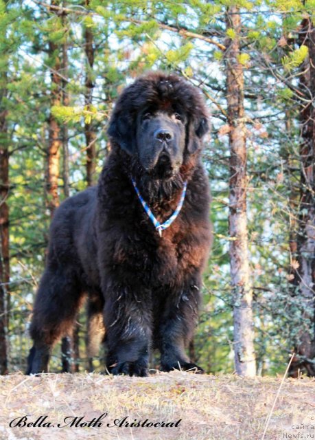 Фото: ньюфаундленд Byella Moss Aristokrat (Бэлла Мосс Аристократ)