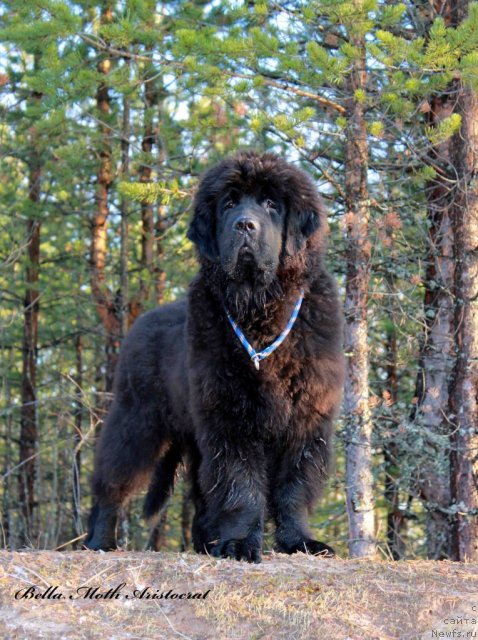 Фотография № 95013