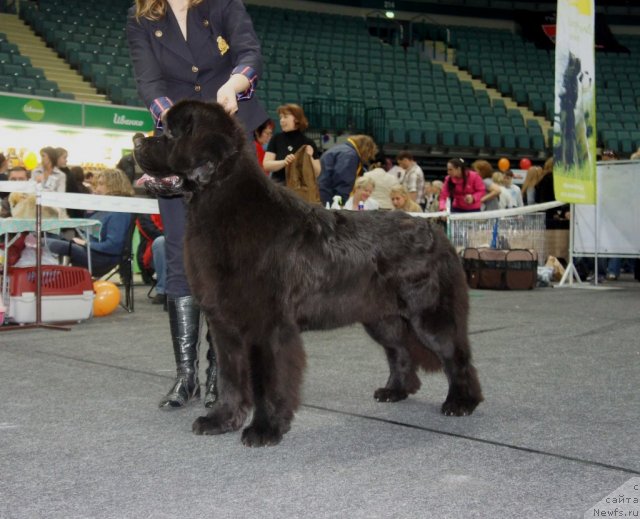 Фото: ньюфаундленд Smigar Gordon Fellow (Смигар Гордон-Феллоу)