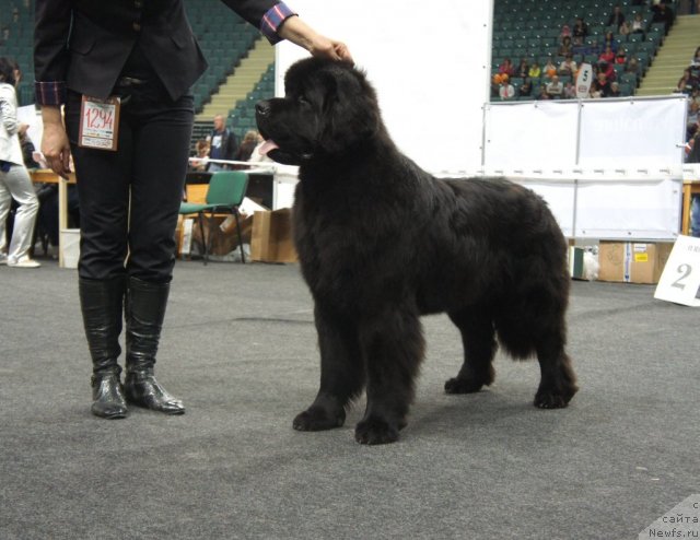 Фотография № 95018