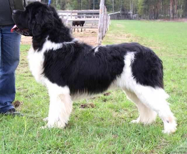 Фото: ньюфаундленд Super Premium Emu Net Ravnyih (Супер Премиум Ему Нет Равных)